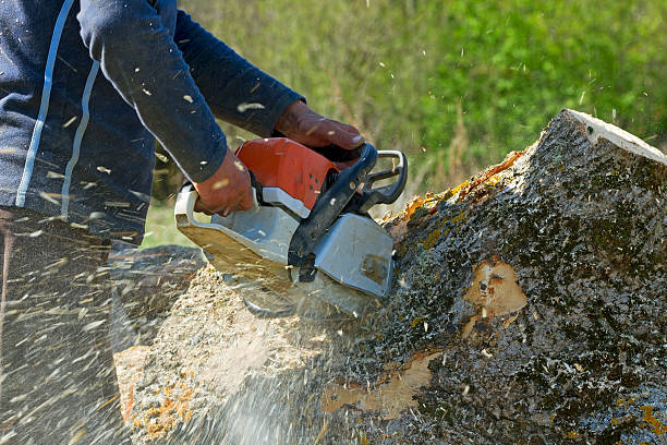 Best Tree Care Services  in USA